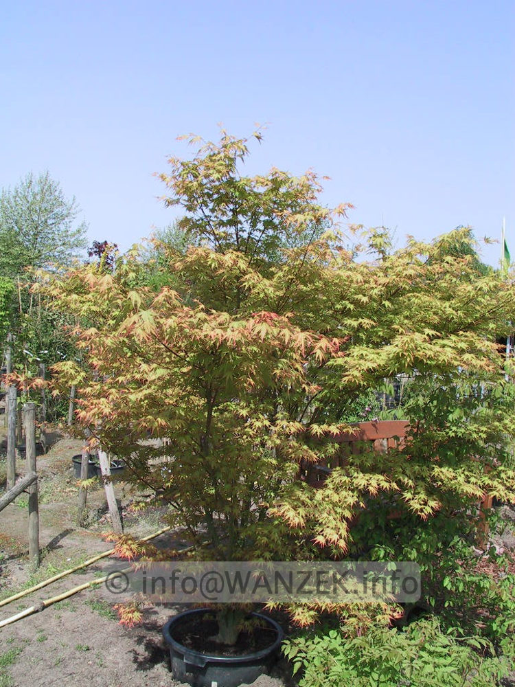Acer palmatum - Sol Co.jpg